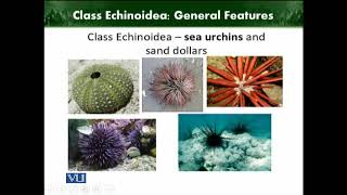 Class Echinoidea |  Animal Diversity Invertebrates | ZOO512T_Topic244