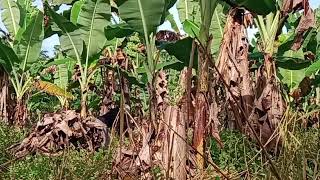 Cut It All Down So Its Clean.