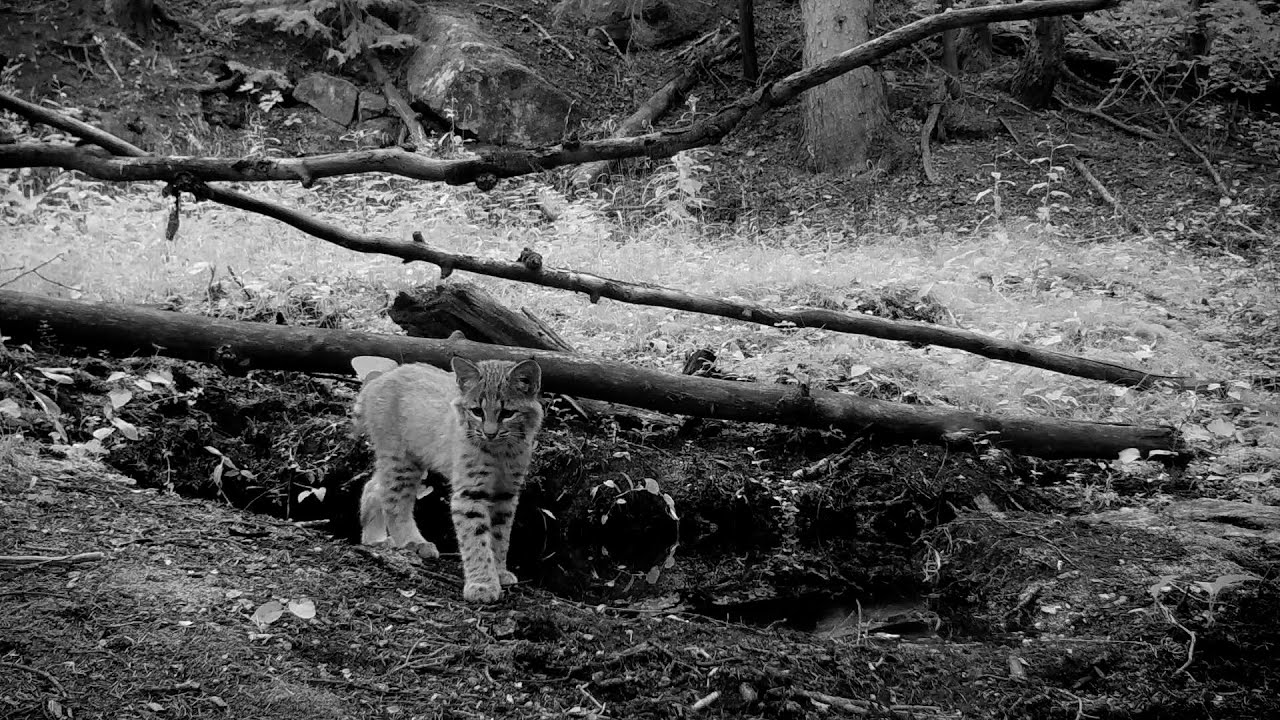 The full video of two bobcat cubs playing at a Colorado spring with a swing.