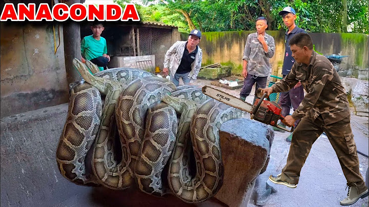 120-pound anaconda appears suddenly. What will the brave hunter do when facing it?