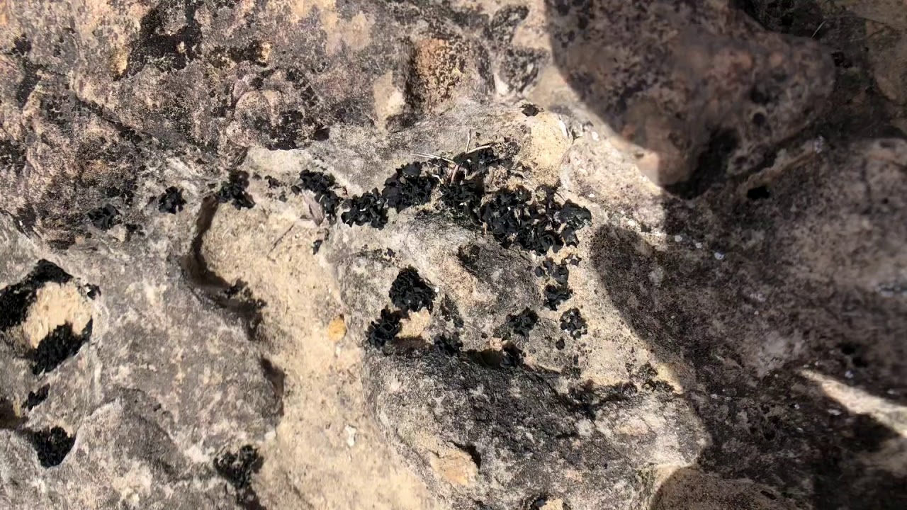 Collema in the Cracks