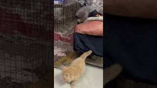 #cat #pets #cats #shortvideo #shorts #short #trendingshorts #trending #youtube #animals #viral