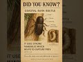 #BarkBeetle #Coastal #Beetle #Insects #Nature #Wildlife #Viral #Trending #Explore #BugLife