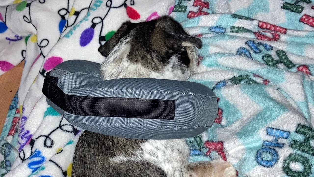 Day 6 Recovery of my Dog Surgery (Mast Cell Tumor) YouTube