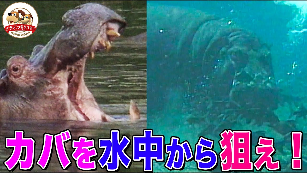 【危険生物】神秘の泉で野生のカバを水中撮影せよ！巨獣に魚たちが群がる理由とは【どうぶつ奇想天外／WAKUWAKU】 - YouTube