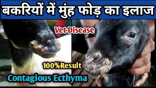 बकरियों में होने वाले मुंह फोड़ का इलाज||Bakriyo ke muh fod ka illaj||Contagious ecthyma Tretment