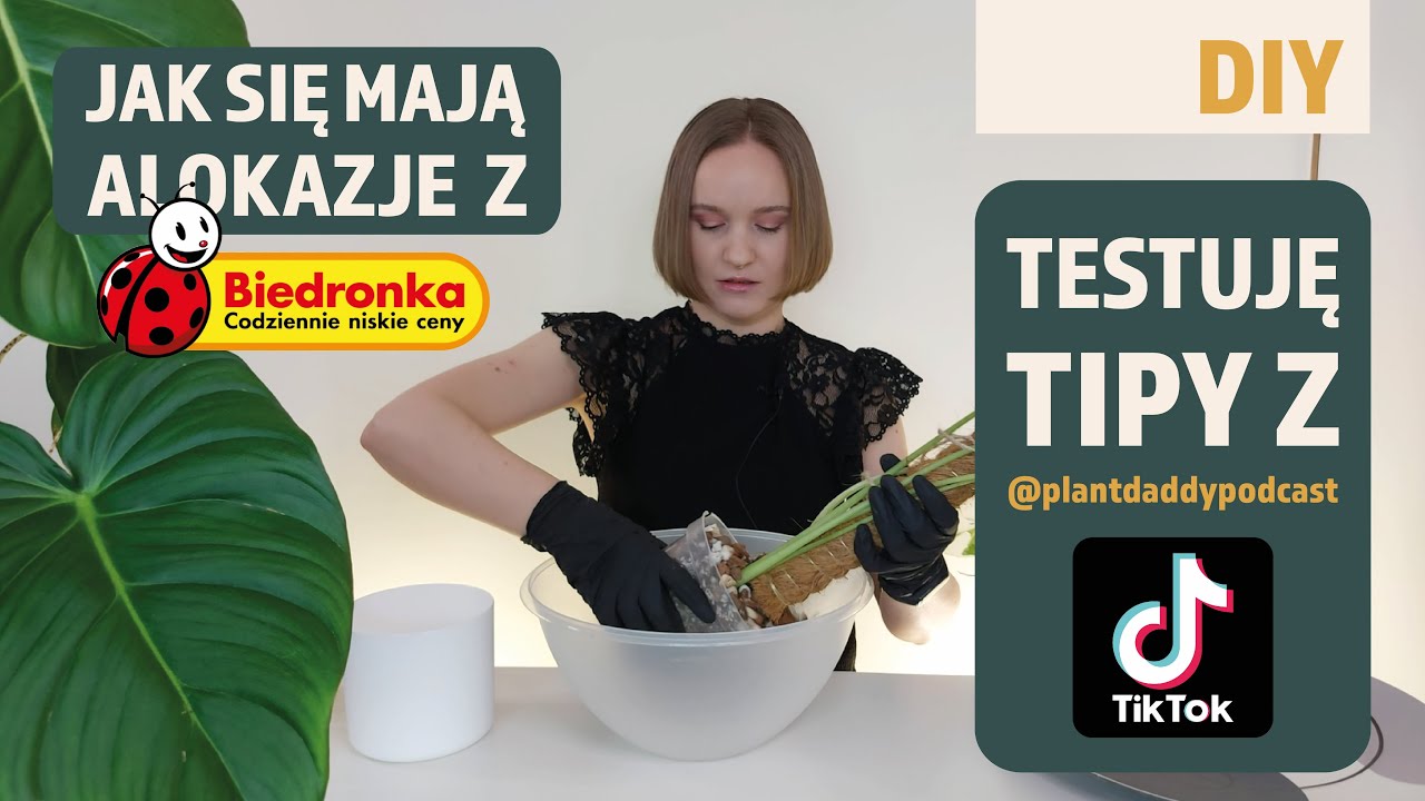 Jak się mają alokazje z Biedronki | Testuję tipy z TikToka @PlantDaddyPodcast