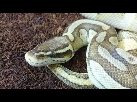 Live Reptile Chat Monday! - YouTube