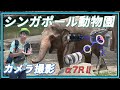 Manfrottoカメラリュックを持って一眼レフ撮影(SONY α7rⅡレビュー)シンガポール動物園散策