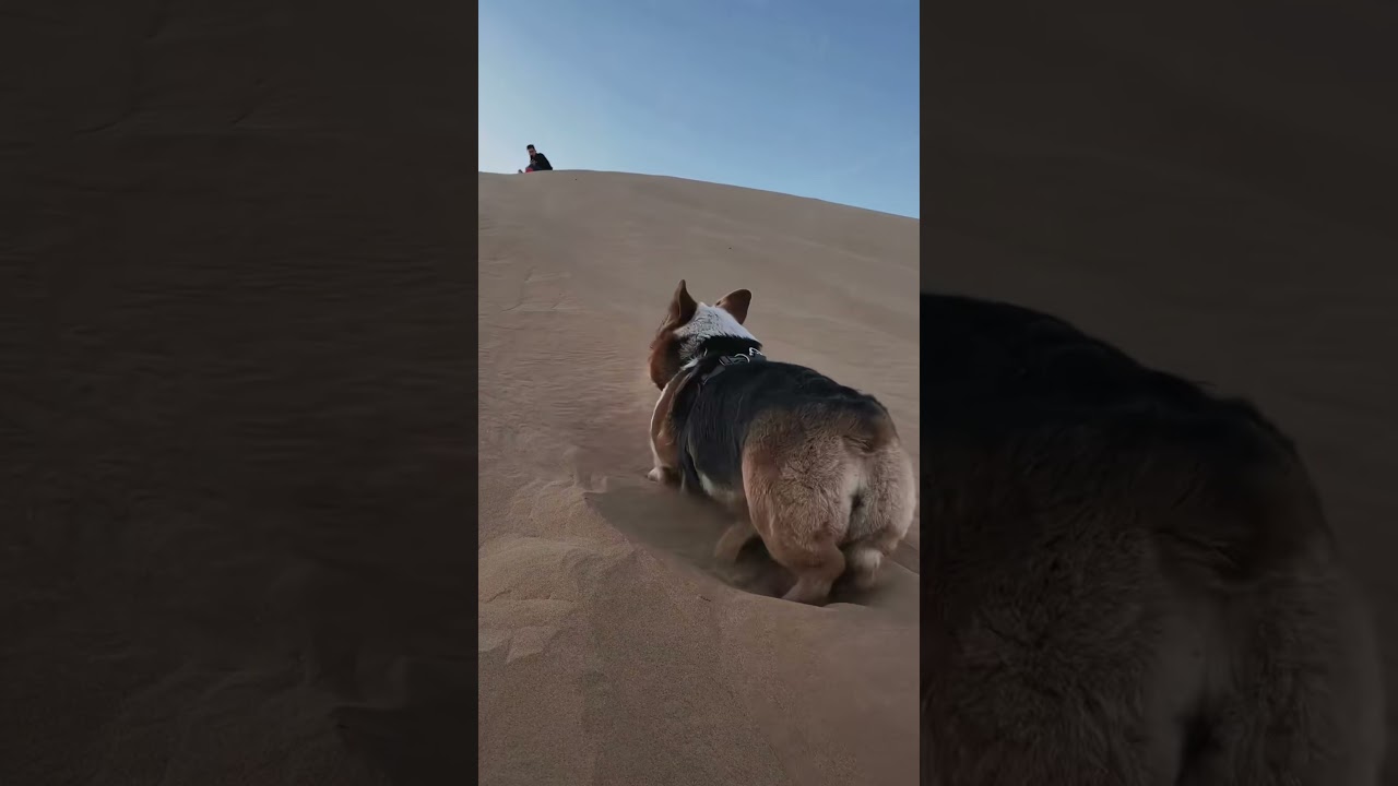 When Going Downhill Becomes a Life Mission 😂🐕  #fannydog #dogshorts #dog