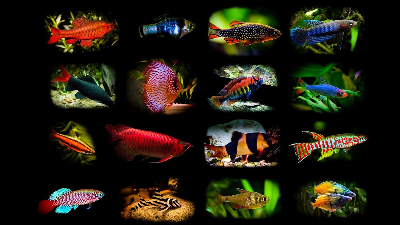 Endangered Tropical Fish