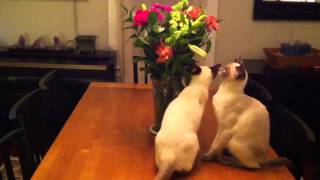 Charlie and Dylan Take Time to Smell the Roses by Gail Robinson 294 views 10 years ago 59 seconds