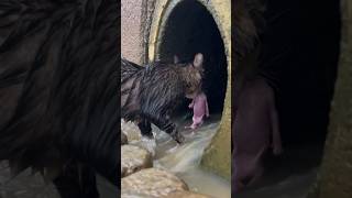 A Mother Cat Who Saves Her Own Children And Is A Hero