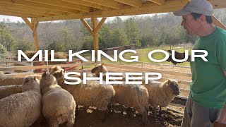 Follow along milking our Clun Forest dairy Sheep Flock