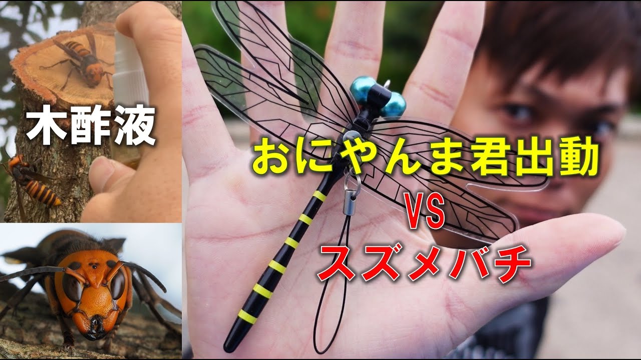 激闘!虫避けグッズ「おにやんま君」vs オオスズメバチ 勝敗は!? - YouTube