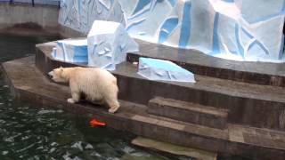 Новосибирский зоопарк. Белые медведи
