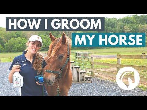 Video: Hur man Groom a Horse With A Grooming Kit