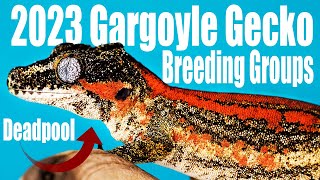 My Most Exciting Gargoyle Gecko Breeder Groups (2023)