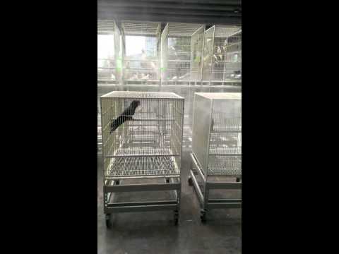 Red-tailed Cockatoo 紅尾黑巴丹 (Calyptorhynchus banksii) - Cage cleaning