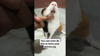 How to give your guinea pig a massage