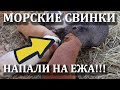 Морские свинки напали на ежа. Канал про про морских свинок.