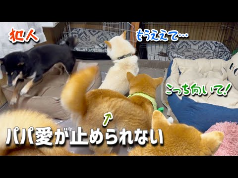 小粒黒柴のハイテンションが伝染して巨体柴犬に変なスイッチ入る。。。