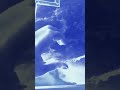 new song#trending 2026 latest song#2024 2025#new song#trending short#hand video#viral