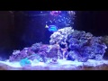 Reef tank feeding video. 150 gallon tank should be up soon!