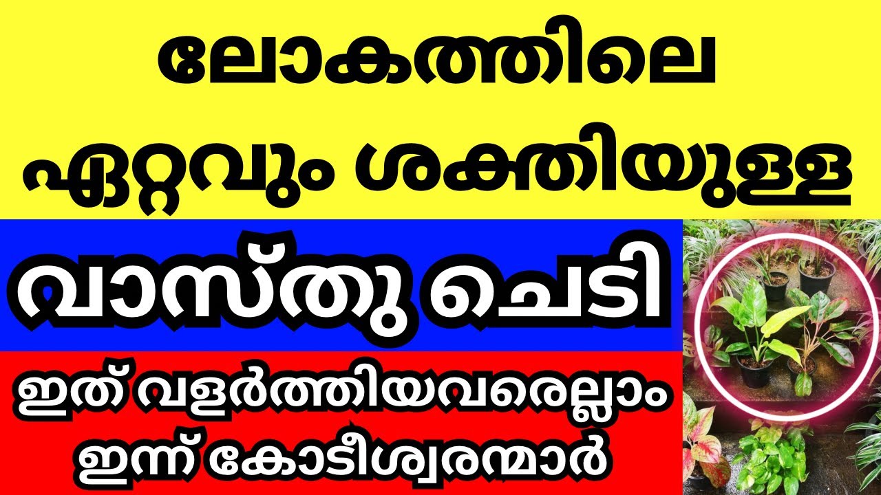 ലോകത്തിലെ ഏറ്റവും ശക്തിയുള്ള വാസ്തു ചെടി, ഇത് അടുക്കളപ്പുറത്ത് വളർത്തൂ, ആ വീട് രക്ഷപെടും