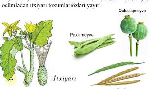 Canlı orqanizmlərin məskunlaşması və yayılması. 6cı sinif . Biologiya dərsləri