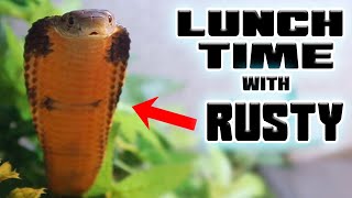 King Cobra Sheds and Eats his first meal ! | Tyler Nolan