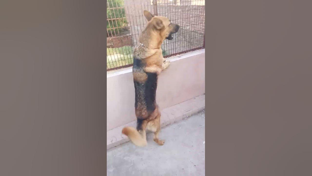 German Shepherd Single Coat Dog Price In India