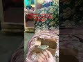 1000 likes on the video