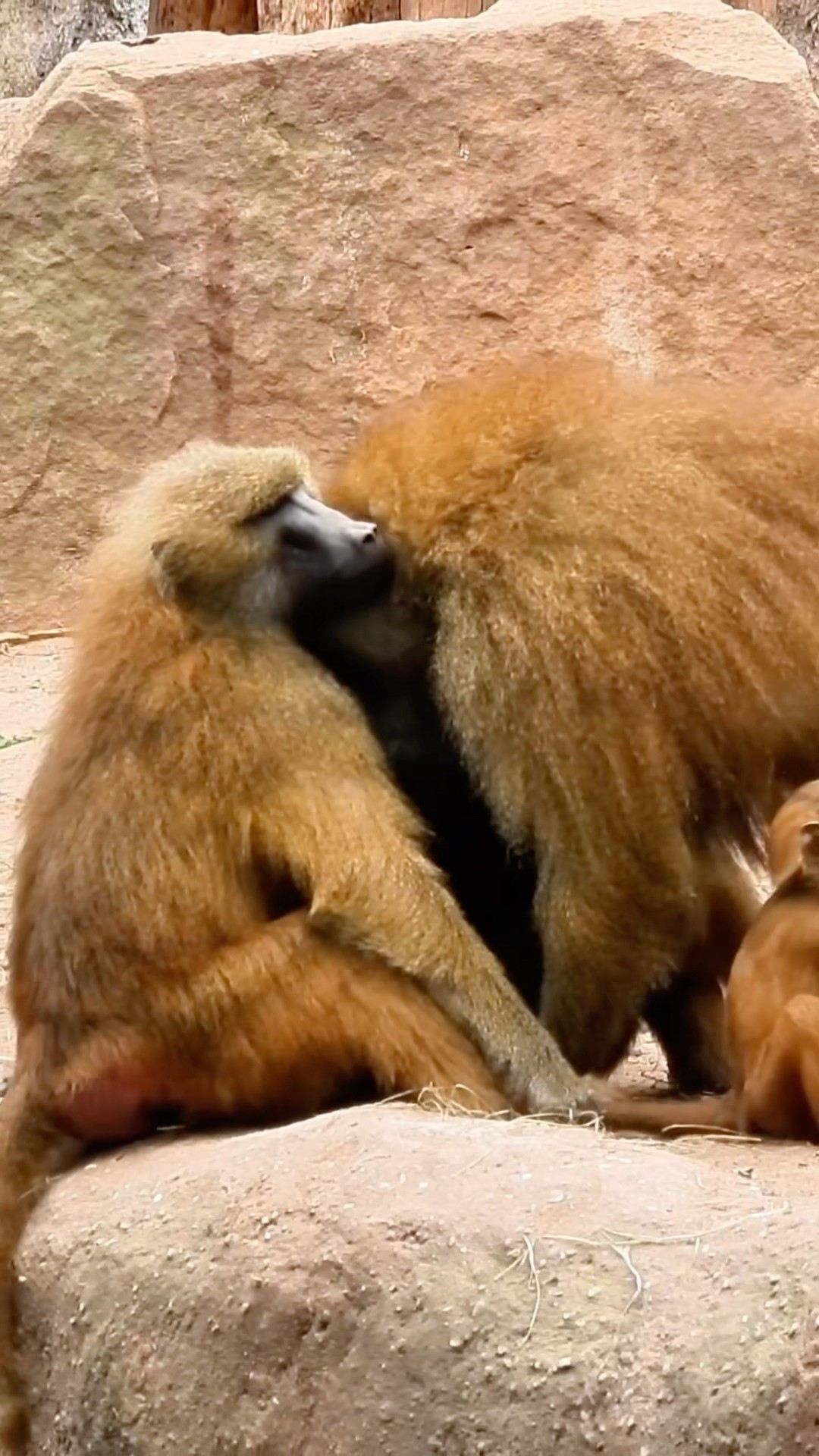 Alpha Monkey Entering