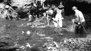 The fishermen catch salmon from a small stream and take out caviar in Tanner Cree...HD Stock Footage