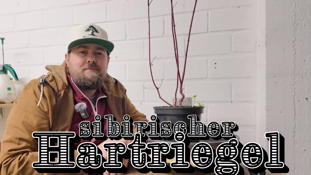 Ein neues Projekt mit sibirischem Hartriegel/ Cornus alba  Bonsai 12/2025