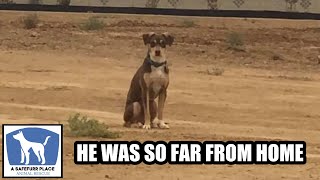 Scared, Lost Dog Wandered For Weeks. He Was Found 7 Miles Away From Home. by A Safefurr Place Animal Rescue 80,691 views 2 years ago 7 minutes, 28 seconds