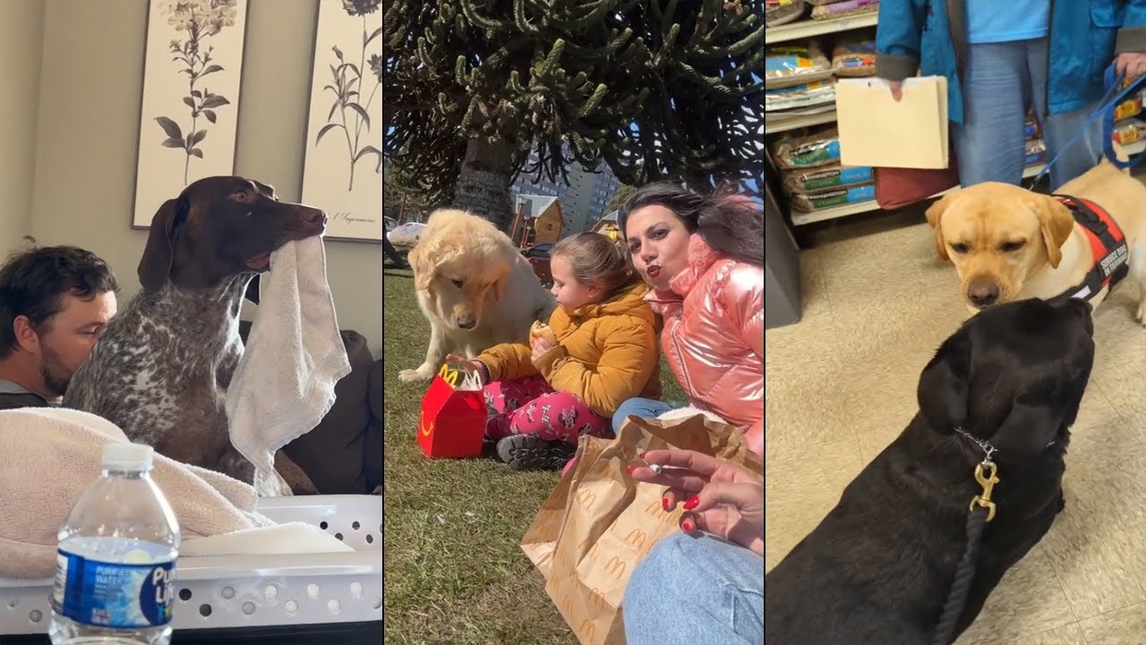 Dogs Can’t Talk but Still Funnier Than the Comedians 😂