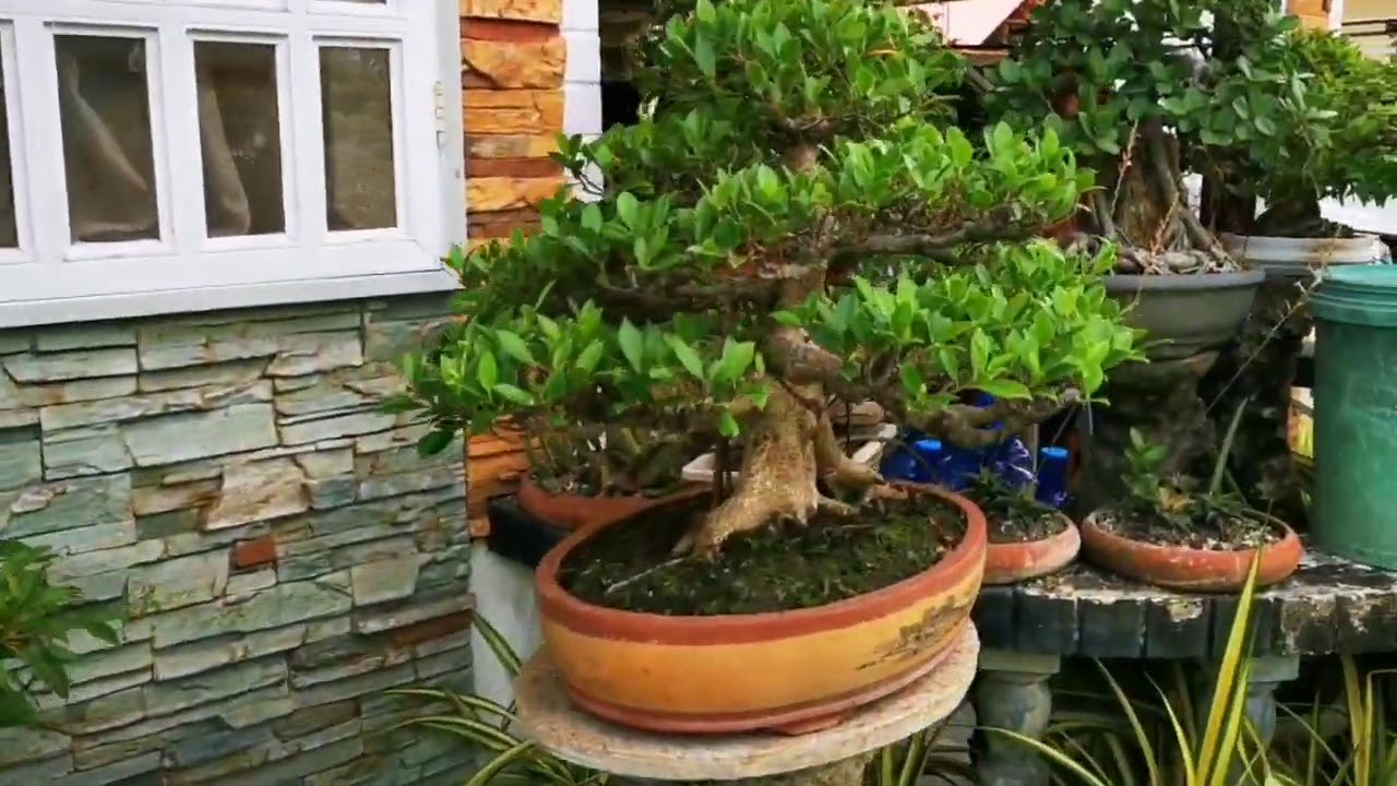 Medellin Bonsai Garden and Aviary YouTube