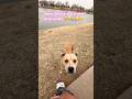Dicen que soy feo?#dog#dogs#doglover#dogshorts#parati#youtubeshorts#viralshort#subscribe#cat#cats