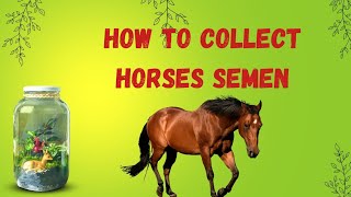 How to collect horse semen | horse meeting 2022 #Horse
