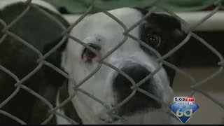PACC encourages folks to “Don’t Shop, and Adopt"