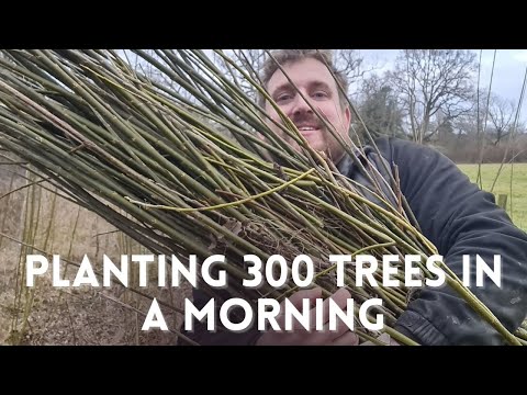 Planting for Short Rotation Willow Coppice - 300 trees planted