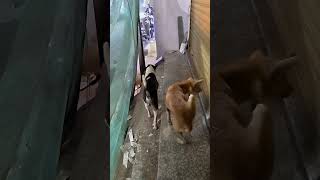 sad 😢 dogi helping video #sad #dogi #helping #video #trending #viral #video