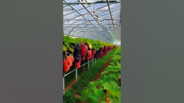 the most interesting grapes #grapevine #farming #grapewine #fruit #grapegrowing #grapeharvest  #wine