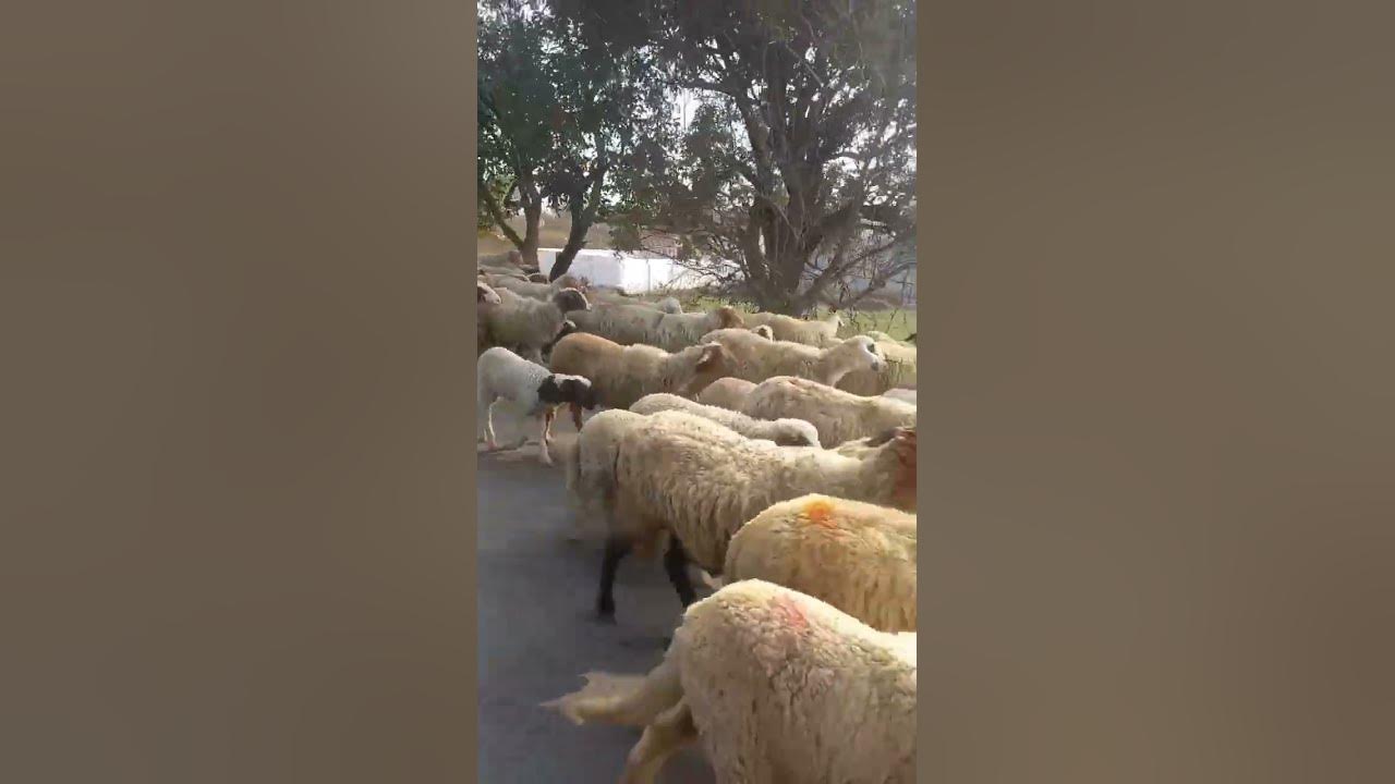 how-many-sheeps-youtube