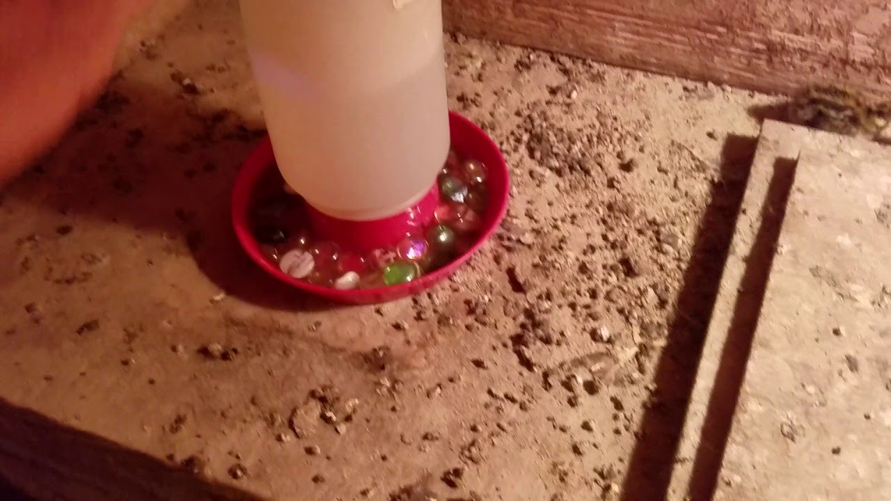 Quail Hatchlings 24 hours old 