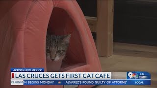 Las Cruces getting 1st cat cafe; grand opening Sunday at Mesilla Valley Mall