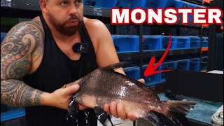 *UNBOXING* LIVE TROPICAL FISH Asian shipment part 2