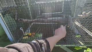 Pelan-Pelan Saja #pov #avikultur #hewanpeliharaan #burung #perawatan #pemeliharaan #buah #4k #iku...